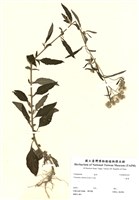 藏品(一枝香)的圖片